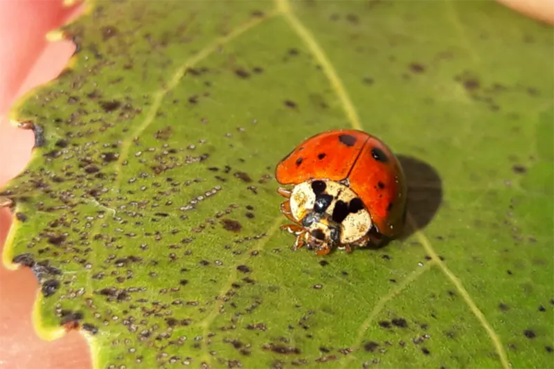 insectos